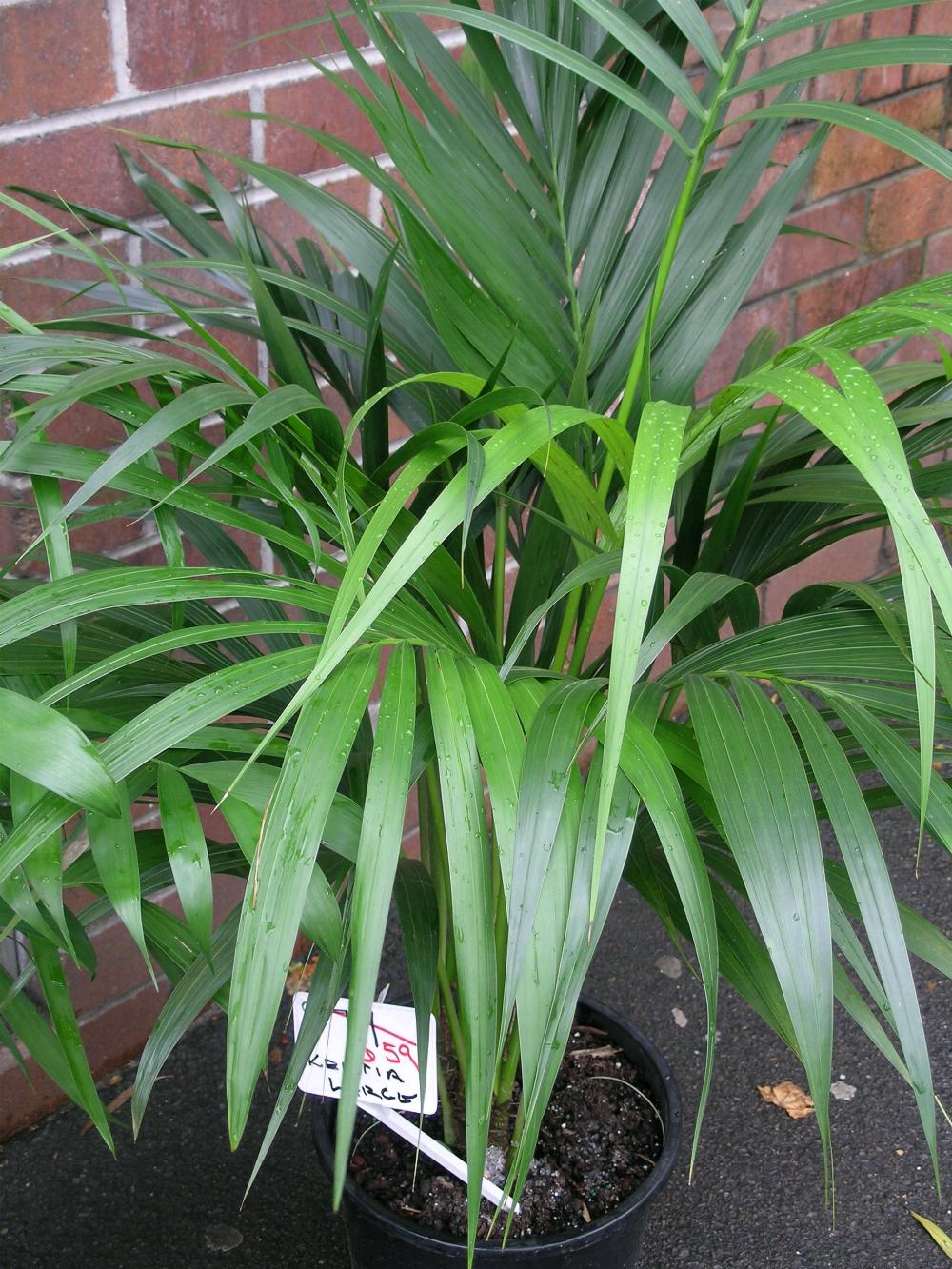 Kentia Palm